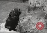 Standbild Biber Zürich Schweiz, 1958, aus Sekunde 22 historischem Filmmaterial Videoclip 65675066502