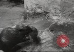 Standbild Biber Zürich Schweiz, 1958, aus Sekunde 23 historischem Filmmaterial Videoclip 65675066502