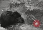 Standbild Biber Zürich Schweiz, 1958, aus Sekunde 24 historischem Filmmaterial Videoclip 65675066502