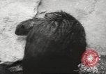 Standbild Biber Zürich Schweiz, 1958, aus Sekunde 26 historischem Filmmaterial Videoclip 65675066502