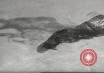 Standbild Biber Zürich Schweiz, 1958, aus Sekunde 30 historischem Filmmaterial Videoclip 65675066502