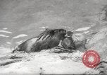 Standbild Biber Zürich Schweiz, 1958, aus Sekunde 38 historischem Filmmaterial Videoclip 65675066502