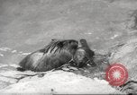 Standbild Biber Zürich Schweiz, 1958, aus Sekunde 39 historischem Filmmaterial Videoclip 65675066502