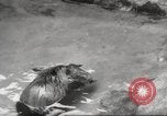 Standbild Biber Zürich Schweiz, 1958, aus Sekunde 42 historischem Filmmaterial Videoclip 65675066502