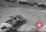 Standbild Biber Zürich Schweiz, 1958, aus Sekunde 43 historischem Filmmaterial Videoclip 65675066502