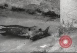 Standbild Biber Zürich Schweiz, 1958, aus Sekunde 45 historischem Filmmaterial Videoclip 65675066502