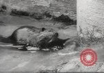 Standbild Biber Zürich Schweiz, 1958, aus Sekunde 46 historischem Filmmaterial Videoclip 65675066502