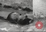 Standbild Biber Zürich Schweiz, 1958, aus Sekunde 47 historischem Filmmaterial Videoclip 65675066502