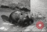 Standbild Biber Zürich Schweiz, 1958, aus Sekunde 48 historischem Filmmaterial Videoclip 65675066502