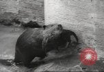 Standbild Biber Zürich Schweiz, 1958, aus Sekunde 49 historischem Filmmaterial Videoclip 65675066502