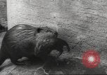 Standbild Biber Zürich Schweiz, 1958, aus Sekunde 50 historischem Filmmaterial Videoclip 65675066502