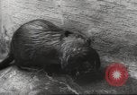 Standbild Biber Zürich Schweiz, 1958, aus Sekunde 51 historischem Filmmaterial Videoclip 65675066502