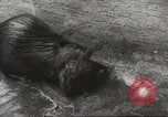 Standbild Biber Zürich Schweiz, 1958, aus Sekunde 52 historischem Filmmaterial Videoclip 65675066502