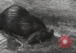 Standbild Biber Zürich Schweiz, 1958, aus Sekunde 54 historischem Filmmaterial Videoclip 65675066502