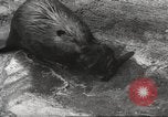 Standbild Biber Zürich Schweiz, 1958, aus Sekunde 56 historischem Filmmaterial Videoclip 65675066502