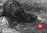 Standbild Biber Zürich Schweiz, 1958, aus Sekunde 57 historischem Filmmaterial Videoclip 65675066502