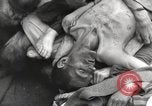 Image camp de concentration Mauthausen Autriche, 1945, de la seconde 45 séquences d'archives historiques vidéo 65675066604