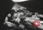 Image of livestock United States USA, 1945, second 8 stock footage video 65675066612