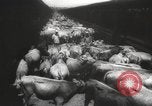 Image of livestock United States USA, 1945, second 9 stock footage video 65675066612