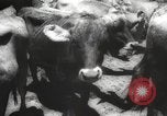 Image of livestock United States USA, 1945, second 13 stock footage video 65675066612