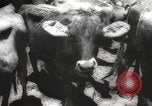 Image of livestock United States USA, 1945, second 14 stock footage video 65675066612