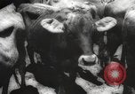 Image of livestock United States USA, 1945, second 15 stock footage video 65675066612