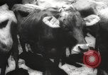 Image of livestock United States USA, 1945, second 16 stock footage video 65675066612