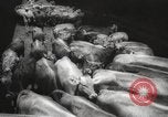 Image of livestock United States USA, 1945, second 17 stock footage video 65675066612