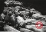 Image of livestock United States USA, 1945, second 18 stock footage video 65675066612
