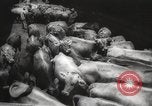 Image of livestock United States USA, 1945, second 19 stock footage video 65675066612