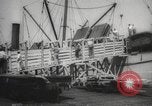 Image of livestock United States USA, 1945, second 21 stock footage video 65675066612
