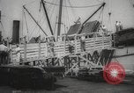 Image of livestock United States USA, 1945, second 22 stock footage video 65675066612