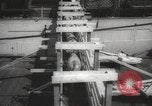 Image of livestock United States USA, 1945, second 29 stock footage video 65675066612