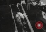 Image of livestock United States USA, 1945, second 41 stock footage video 65675066612