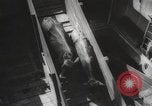 Image of livestock United States USA, 1945, second 43 stock footage video 65675066612