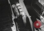 Image of livestock United States USA, 1945, second 44 stock footage video 65675066612