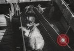 Image of livestock United States USA, 1945, second 46 stock footage video 65675066612