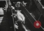 Image of livestock United States USA, 1945, second 47 stock footage video 65675066612