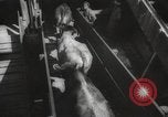 Image of livestock United States USA, 1945, second 48 stock footage video 65675066612