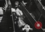 Image of livestock United States USA, 1945, second 49 stock footage video 65675066612