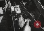 Image of livestock United States USA, 1945, second 50 stock footage video 65675066612
