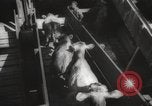 Image of livestock United States USA, 1945, second 51 stock footage video 65675066612