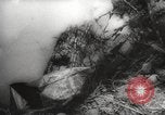 Image of Japanese prisoners Pacific Theater, 1945, second 30 stock footage video 65675066616