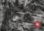 Image of Japanese prisoners Pacific Theater, 1945, second 42 stock footage video 65675066616
