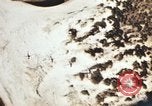 Image of P-47 Thunderbolt aircraft Italy, 1944, second 4 stock footage video 65675066635