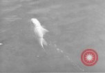 Image of USS Ortolan Pacific Ocean, 1943, second 7 stock footage video 65675066730