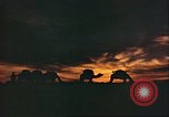 Image of Camel caravan silhouetted against the sky at dawn Afghanistan, 1960, second 24 stock footage video 65675066733