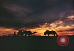 Image of Camel caravan silhouetted against the sky at dawn Afghanistan, 1960, second 26 stock footage video 65675066733