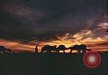 Image of Camel caravan silhouetted against the sky at dawn Afghanistan, 1960, second 28 stock footage video 65675066733