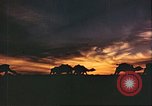 Image of Camel caravan silhouetted against the sky at dawn Afghanistan, 1960, second 37 stock footage video 65675066733